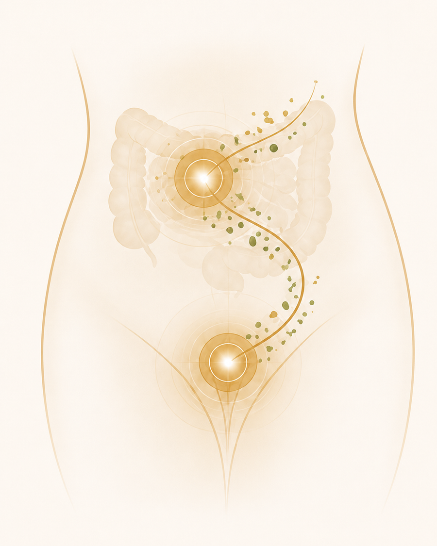 Illustration der Darm-Vagina-Achse